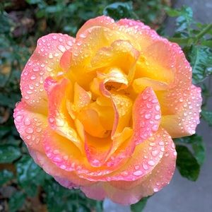 Meet your Posher, Whitney